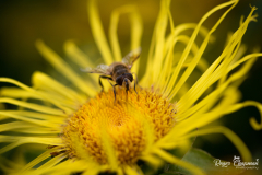 bee1-1-of-1