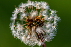 dandelion-2