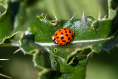 ladybird-1