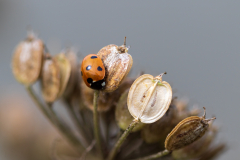 ladybird-2