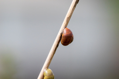 snails-4