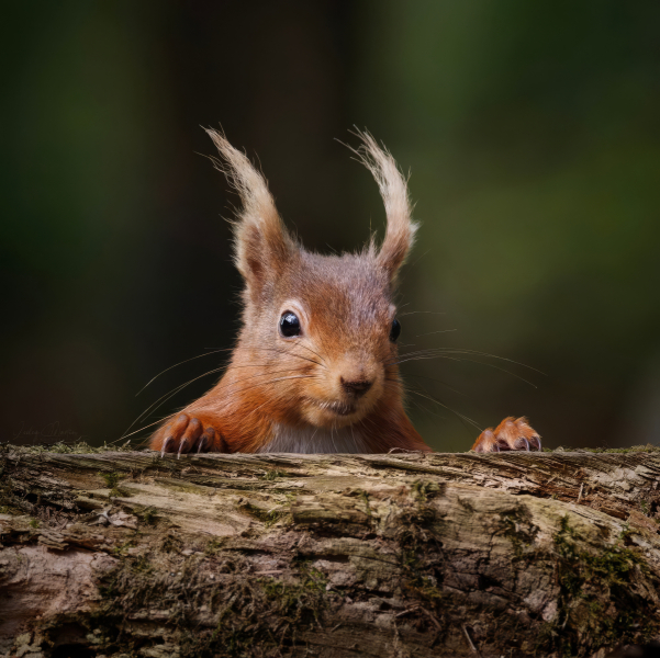 Squirrel-Topaz-Gigapixel-2x-scale