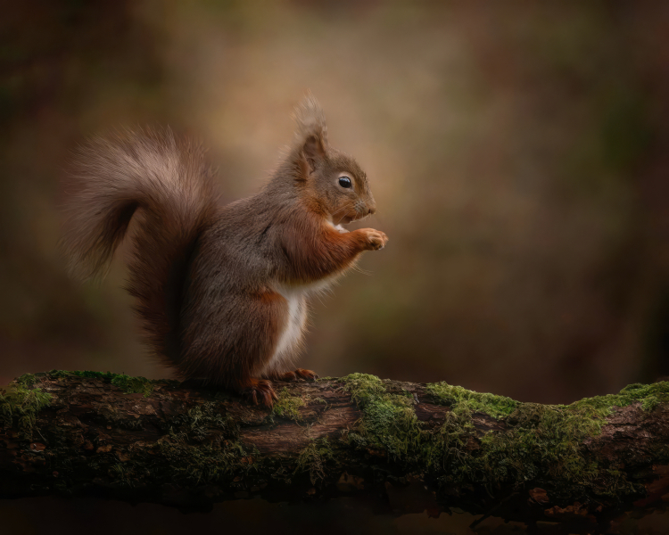 Squirrel-sit-Topaz-Gigapixel-2x-scale