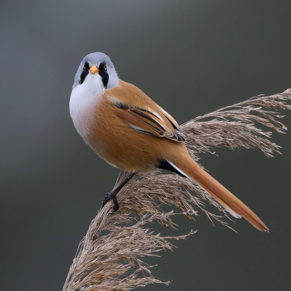 bearded-tit-on-reed