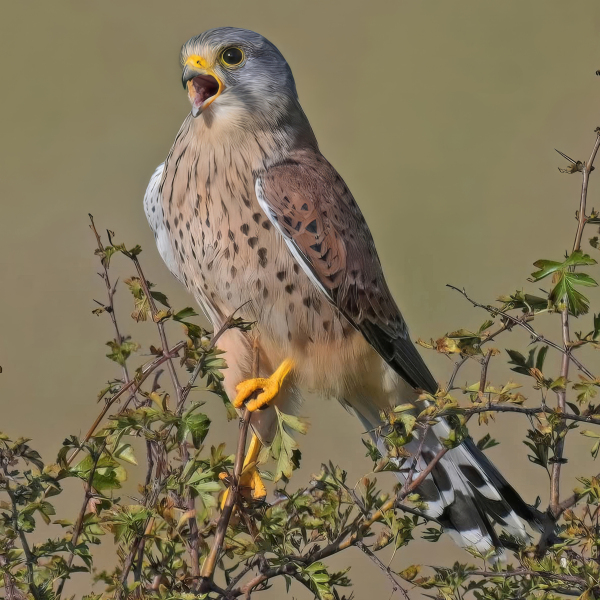 kestrel-in-treetop