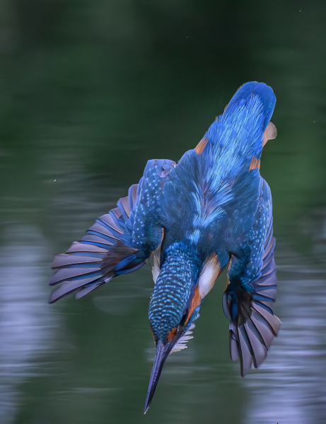 kingfisher-diving-wings-spread