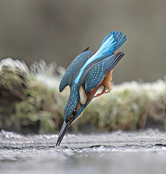 kingfisher-diving