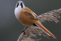 Bearded Tit