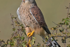 Kestrel