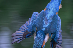 Kingfisher