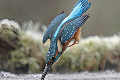 Kingfisher Diving