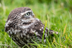 little-owl-10-of-10