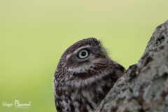 little-owl-2-of-10