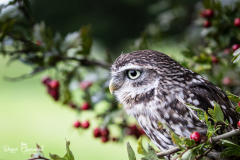 little-owl-7-of-10