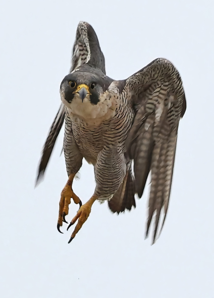 peregrin-falcon-in-flight