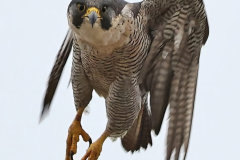 peregrin-falcon-in-flight