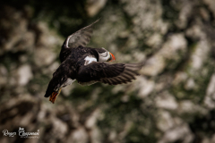puffin-1