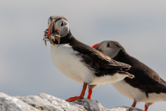 puffin-13