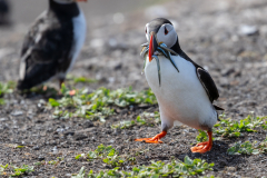 puffin-18