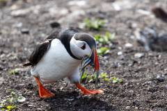 puffin-19
