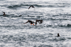 puffin-6