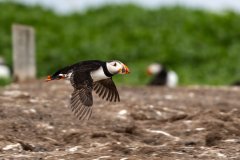 puffin-9