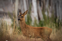Red Deer