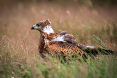 Red Kite