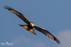 Kite Feeding Aber