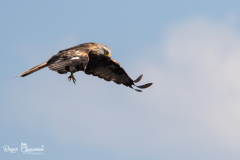 Kite Feeding Aber