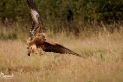 Red Kite