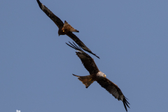 Kite Feeding Aber