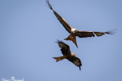 kite2-1-of-1