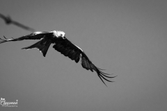 kite3-1-of-1