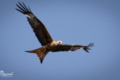 kite4-1-of-1