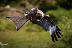 kite5-1-of-1
