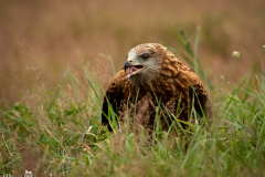 Red Kite