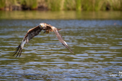Kite Feeding Aber