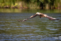 Kite Feeding Aber