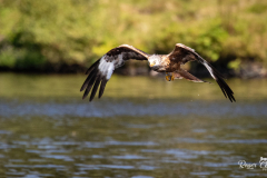 Kite Feeding Aber
