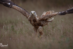 Red Kite