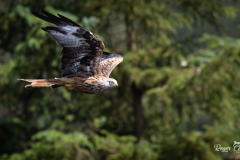 Kite Feeding Aber