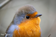 Robin portrait