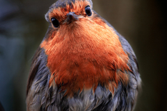 close up portrait of a robin