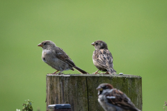 small-birds-24-of-65