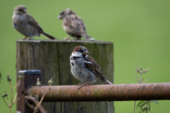 small-birds-25-of-65