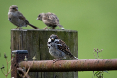 small-birds-26-of-65