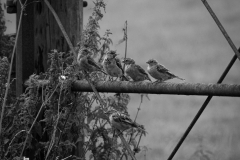 sparrow-6