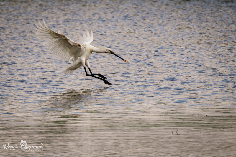 waterfowl-27-of-39