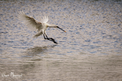 waterfowl-27-of-39